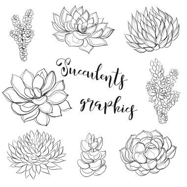 Succulents. Grafik boyama vektör çizim