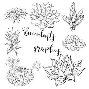 Succulents. Grafik boyama vektör çizim