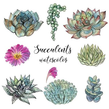 Succulents kümesi. Sulu boya grafik