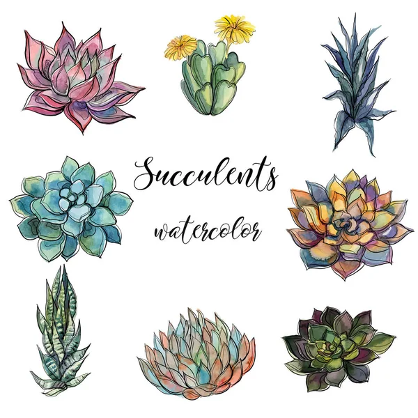 Ensemble Succulents Aquarelle Graphiques Objets Isolés Illustration Vectorielle — Image vectorielle
