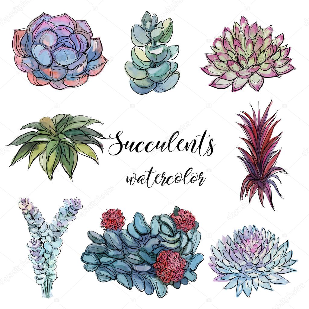 Set of succulents. Watercolor. Graphics.Isolated objects Vector illustration