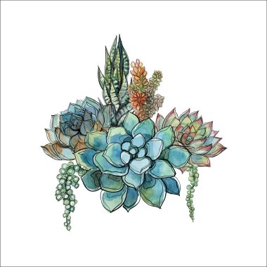 Succulents buket. Çiçek aranjmanı tasarımı için. Suluboya. Grafik vektör