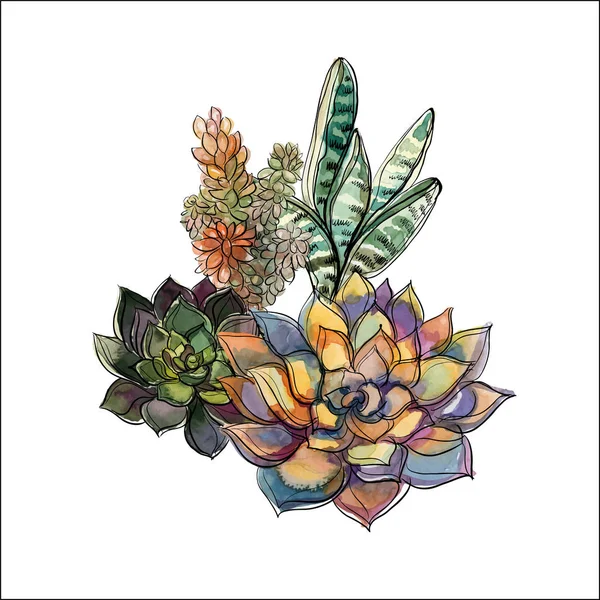 Pozsgás Növények Csokor Virágkötészeti Design Akvarell Vektoros Grafika — Stock Vector