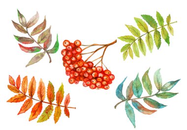 Suluboya seti. Rowan berry ve Rowan yaprakları. Vektör.