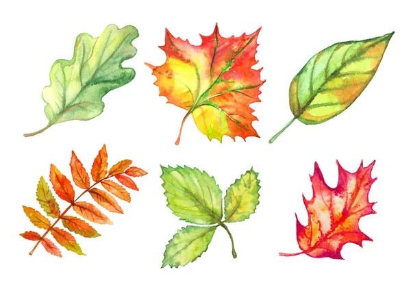 Ensemble Feuilles Automne Aquarelle Vecteur — Image vectorielle