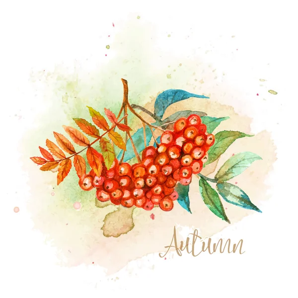 ローワンの小枝と秋の水彩画ポストカード ベクトル — ストックベクタ