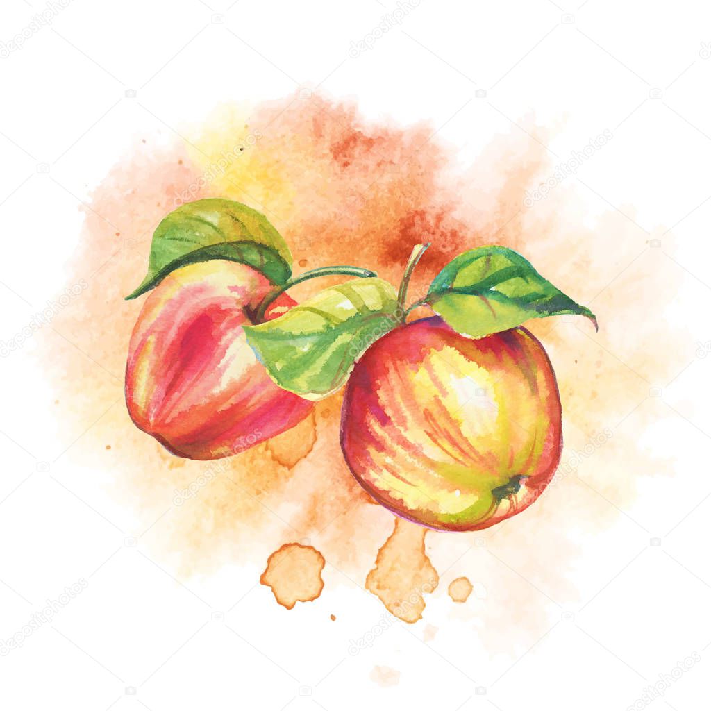 Ripe apples in watercolor. Vector.