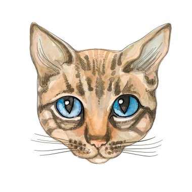 Kedi suratlı. Suluboya Vektör Safkan Kedi