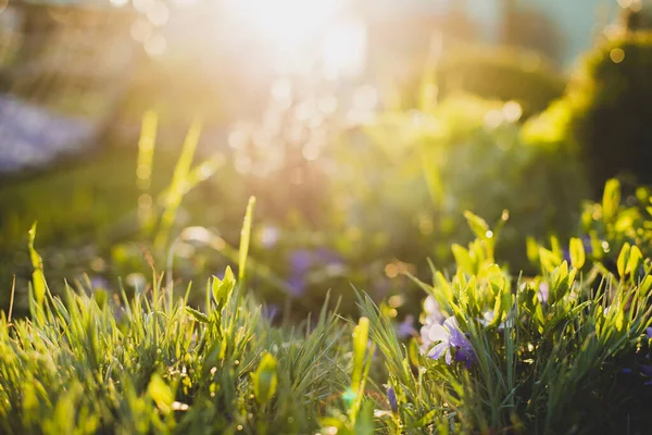 Lente Zomer Abstracte Natuur Achtergrond Met Gras Wei Zonsondergang Rug — Stockfoto