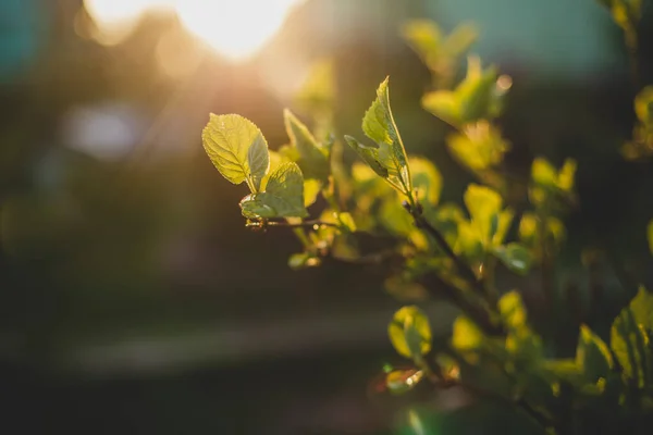 Green Leaves Sun Ray — Stock Photo, Image