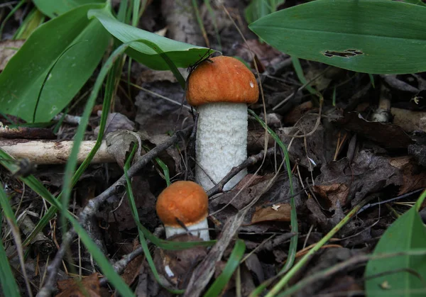 Funghi Nella Foresta Autunnale — Foto Stock