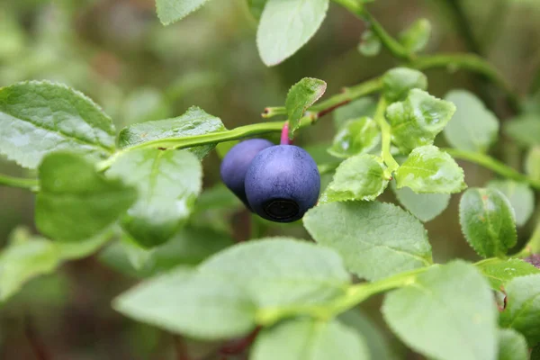 Wild bush of blueberry with fruits in forest