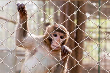 wild animals and monkey in the cage