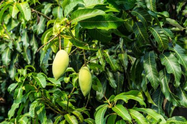 Bahçede yeşil ve sarı mangolar