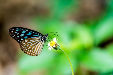 Bahçede kelebek ve çiçek