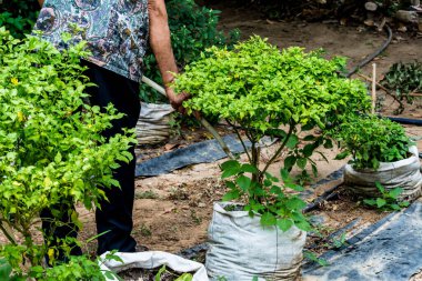 Bahçıvanlar bitkileri suluyor..