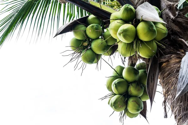 Coconut Tree Royalty Free Stock Photos