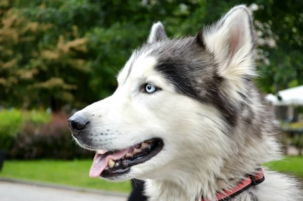 Husky Hund Mit Blauen Augen Der Mit Rosa Zunge Die — Stockfoto