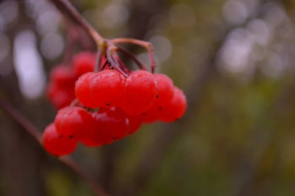 Bagas Bando Rowan Ramo Árvore Madura Vermelho Com Bagas Com — Fotografia de Stock