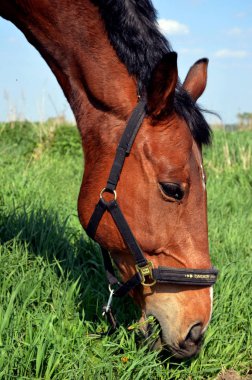 yemek çimen yaz alanında çayırda otlatma at