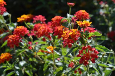 Yakın çekim bir Bicolor Lantana Camara Bush, doğa