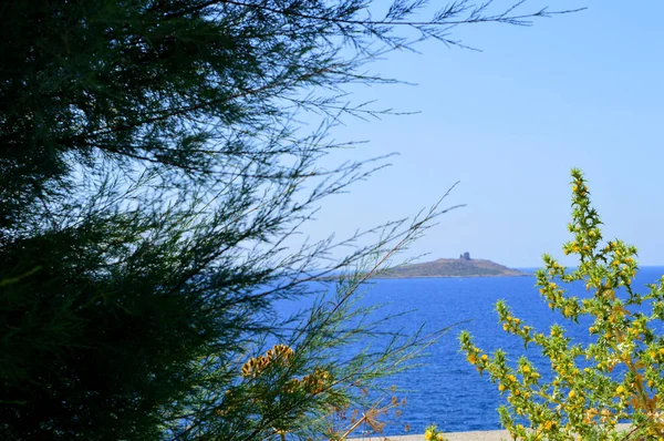 Крупный План Maquis Shrubland Заднем Плане Isola Delle Femmine Палермо — стоковое фото