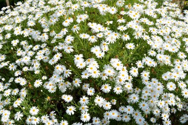 Arka plan beyaz papatya Bush, doğa