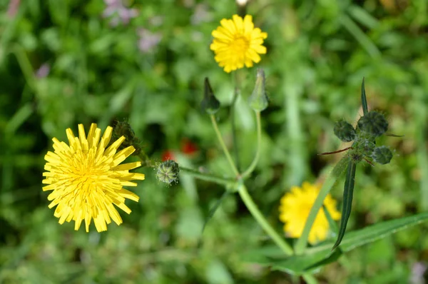 Närbild Gemensamma Sugga Thistle Blommor Natur Makro — Stockfoto
