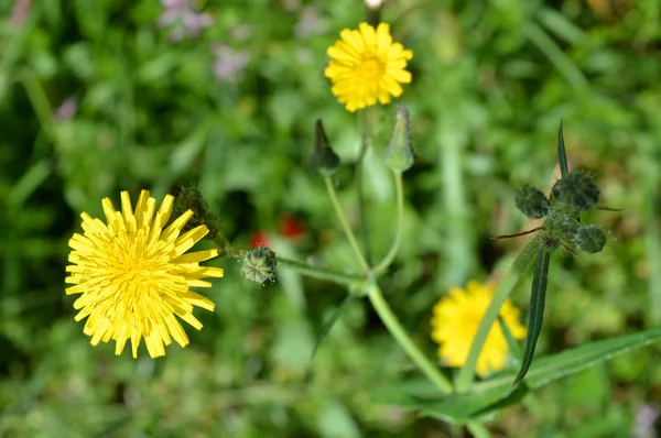 Plano Flores Comuns Cardo Porca Natureza Macro — Fotografia de Stock