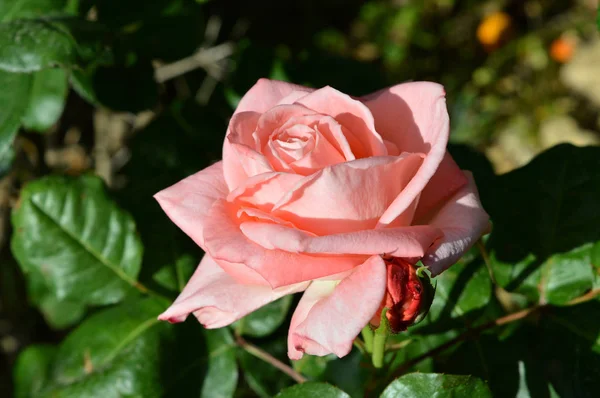 Close Van Een Mooie Roze Roos Natuur Macro — Stockfoto
