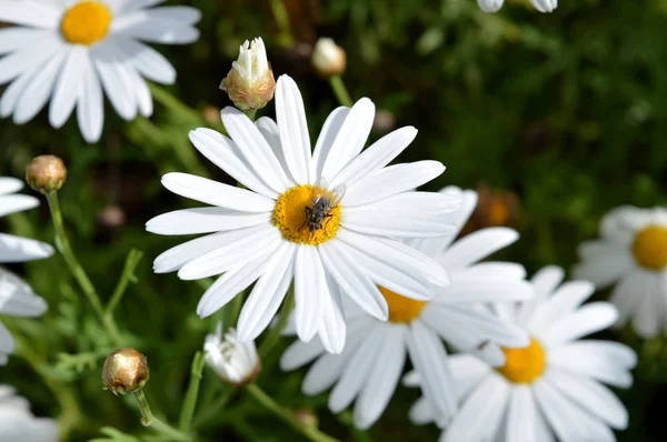 Primer Plano Una Margarita Blanca Con Una Mosca Ella Naturaleza —  Fotos de Stock