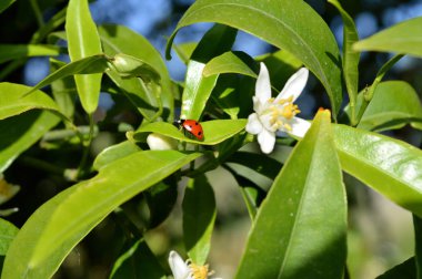 Bir uğur böceği üzerinde Clementine yaprak, Doğa, makro yakın çekim