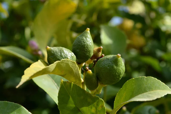 Olgunlaşmamış limon, Doğa, makro yakın çekim