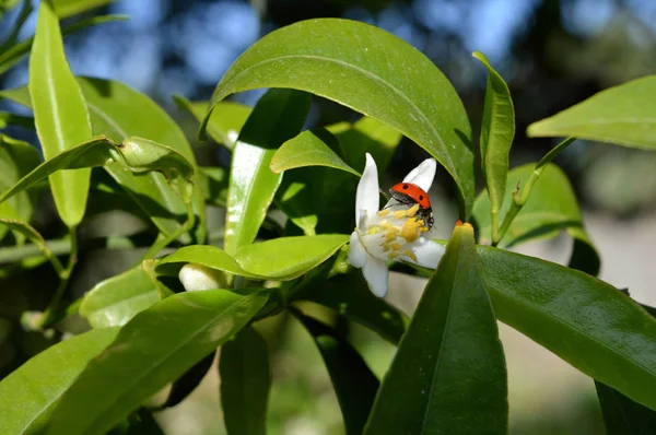 Sicilya, Clementine çiçek üzerine bir uğur böceği ile Close-up çiçek