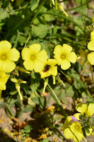 Крупный План Желтый Общий Лес Sorrel Цветы Пчелой Сбора Пыльцы — стоковое фото
