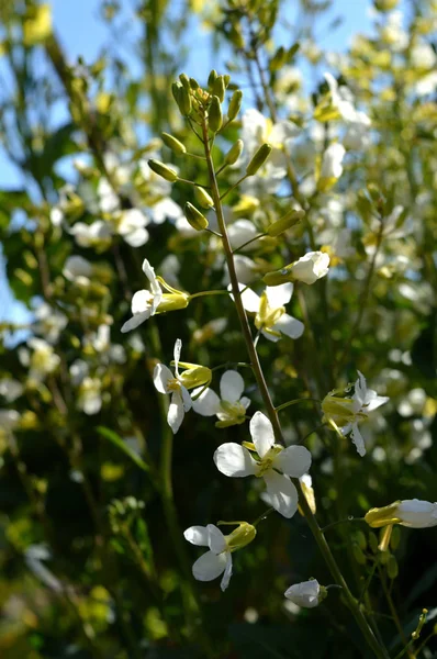 Close Broccolini Bloom Nature — Stock Photo, Image