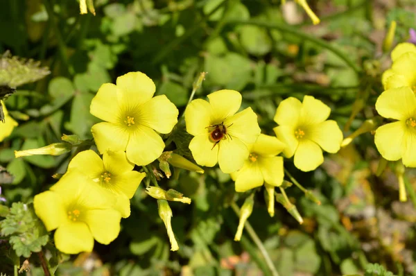 Close Yellow Common Wood Sorrel Flowers Bee Collecting Pollen Oxalis — Stock Photo, Image