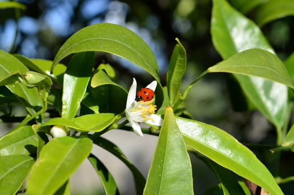 Sicilya, Clementine çiçek üzerine bir uğur böceği ile Close-up çiçek