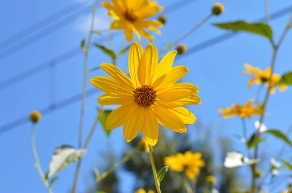 Närbild Jerusalem Kronärtskocka Blommor Solrot Natur Makro — Stockfoto