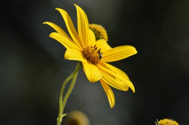Kudüs Enginar Çiçekleri, Güneş Kökü, Doğa, Makro