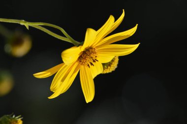 Kudüs Enginar Çiçekleri, Güneş Kökü, Doğa, Makro