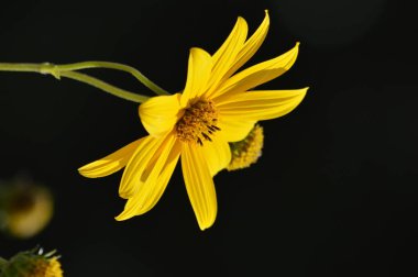 Kudüs Enginar Çiçekleri, Güneş Kökü, Doğa, Makro