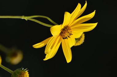 Kudüs Enginar Çiçekleri, Güneş Kökü, Doğa, Makro