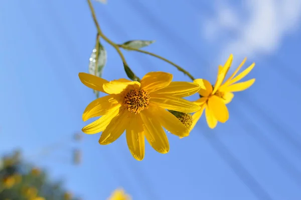 Close Jerusalém Alcachofra Flores Sunroot Natureza Macro — Fotografia de Stock