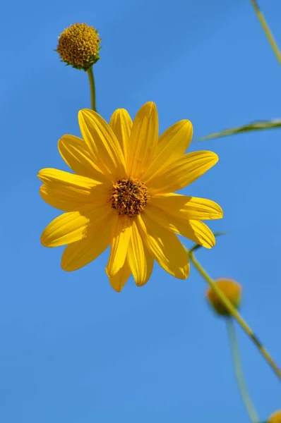 Närbild Jerusalem Kronärtskocka Blommor Solrot Natur Makro — Stockfoto