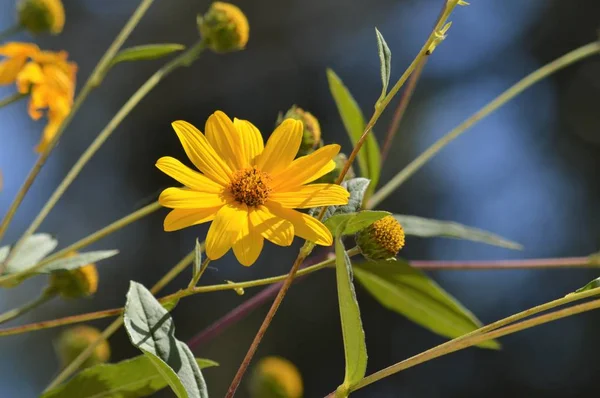Kudüs Enginar Çiçekleri Güneş Kökü Doğa Makro — Stok fotoğraf