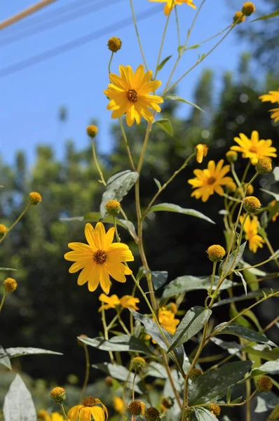 Avvicinamento Gerusalemme Fiori Carciofo Radice Del Sole Natura Macro — Foto Stock