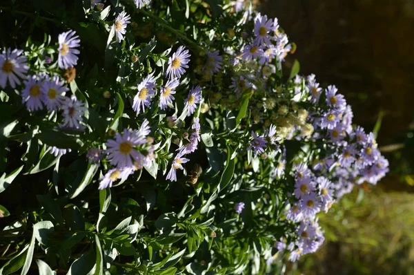 Zbliżenie Aster Purpurowe Kwiaty Natura — Zdjęcie stockowe