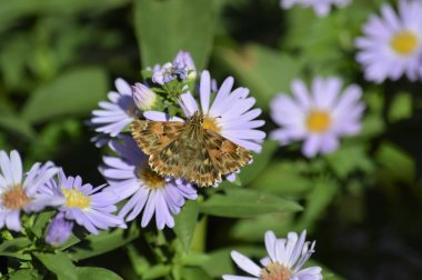 Güzel bir kelebek üzerinde Aster çiçekler, Doğa, makro yakın çekim