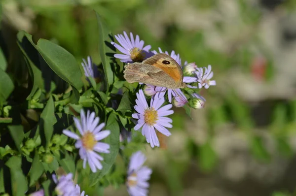 Güzel bir kelebek üzerinde Aster çiçekler, Doğa, makro yakın çekim